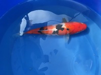 GENUINE HAND SELECTED JAPANESE KOI FOR SALE. GROWN BY US IN OUR OWN FACILITY.