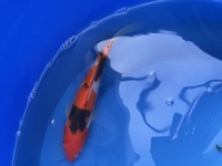 GENUINE HAND SELECTED JAPANESE KOI FOR SALE. GROWN BY US IN OUR OWN FACILITY.