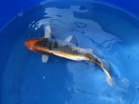 GENUINE HAND SELECTED JAPANESE KOI FOR SALE. GROWN BY US IN OUR OWN FACILITY.