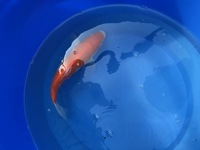 GENUINE HAND SELECTED JAPANESE KOI FOR SALE. GROWN BY US IN OUR OWN FACILITY.