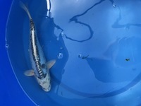 GENUINE HAND SELECTED JAPANESE KOI FOR SALE. GROWN BY US IN OUR OWN FACILITY.