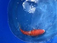GENUINE HAND SELECTED JAPANESE KOI FOR SALE. GROWN BY US IN OUR OWN FACILITY.