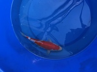 GENUINE HAND SELECTED JAPANESE KOI FOR SALE. GROWN BY US IN OUR OWN FACILITY.