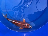 GENUINE HAND SELECTED JAPANESE KOI FOR SALE. GROWN BY US IN OUR OWN FACILITY.