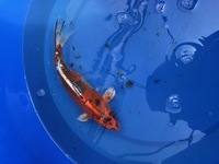 GENUINE HAND SELECTED JAPANESE KOI FOR SALE. GROWN BY US IN OUR OWN FACILITY.