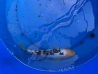 GENUINE HAND SELECTED JAPANESE KOI FOR SALE. GROWN BY US IN OUR OWN FACILITY.