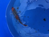 GENUINE HAND SELECTED JAPANESE KOI FOR SALE. GROWN BY US IN OUR OWN FACILITY.