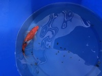 GENUINE HAND SELECTED JAPANESE KOI FOR SALE. GROWN BY US IN OUR OWN FACILITY.
