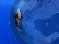 GENUINE HAND SELECTED JAPANESE KOI FOR SALE. GROWN BY US IN OUR OWN FACILITY.