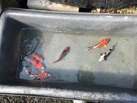 GENUINE HAND SELECTED JAPANESE KOI FOR SALE. GROWN BY US IN OUR OWN FACILITY.
