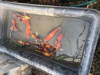GENUINE HAND SELECTED JAPANESE KOI FOR SALE. GROWN BY US IN OUR OWN FACILITY.