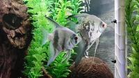 Angelfish - Breeding pair