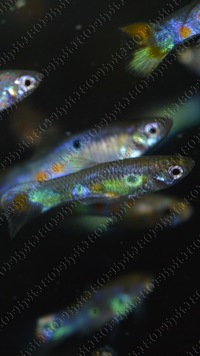 Wild Guppies, Guppy. Breeding Pairs of Wild Caught Columbian Guppies, Imported April 2019, APC Next Day Delivery.