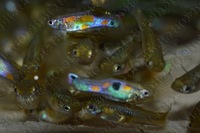 Wild Guppies, Guppy. Breeding Pairs of Wild Caught Columbian Guppies, Imported April 2019, APC Next Day Delivery.