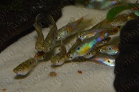 Wild Guppies, Guppy. Breeding Pairs of Wild Caught Columbian Guppies, Imported April 2019, APC Next Day Delivery.