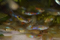 Wild Guppies, Guppy. Breeding Pairs of Wild Caught Columbian Guppies, Imported April 2019, APC Next Day Delivery.