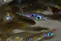 Wild Guppies, Guppy. Breeding Pairs of Wild Caught Columbian Guppies, Imported April 2019, APC Next Day Delivery.