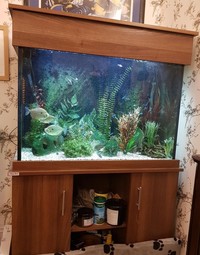 Complete tropical set up-Bargain for quick sale