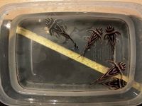 L046 breeding group for sale