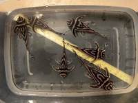 L046 breeding group for sale