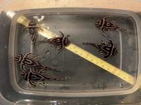 L046 breeding group for sale