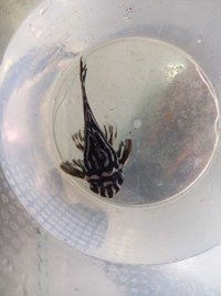 L046 breeding group for sale