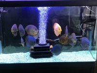 Stendker discus for sale