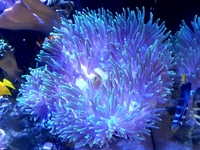 Large anemone
