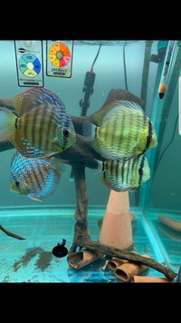 Wild Discus and Red Turk