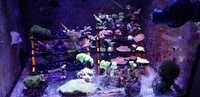 Various coral frags, collection only Hemel Hempstead