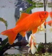 WANTED: BIG GOLDFISH - Oldham / Manchester Area