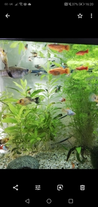 Mollies and Sunset hifin platys need of rehome