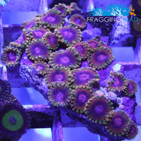 Zoa Frags Available