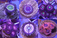 Zoa Frags Available