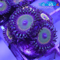 Zoa Frags Available