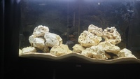 20 Malawis for sale in 360l tank