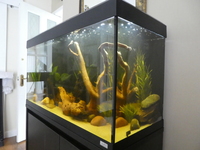 Fluval Roma 200 LED