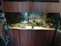 6ft ND AQUATICS Marine fish tank with sump tank full setup