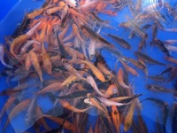 POND SECTION NOW OPEN AT CHILTON AQUATICS