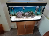 Fluval Roma 125L Marine set-up