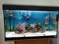 Fluval Roma 125L Marine set-up