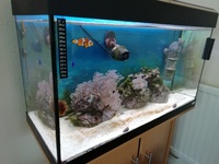 Fluval Roma 125L Marine set-up