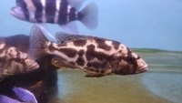 malawi cichlid haps Polystigma - 2 inch £6