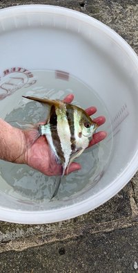 Altum angelfish, genuine colombian very large, x8 £1100