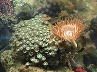 Live rock, green Zoah coral with red bubble tip anemone attached, blue legged hermits for sale