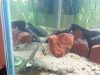German Blue Cichlids - Male and Female Pair
