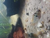 German Blue Cichlids - Male and Female Pair
