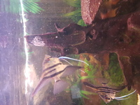 Breeding pair of Angelfish