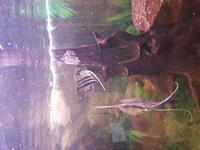 Breeding pair of Angelfish