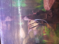 Breeding pair of Angelfish